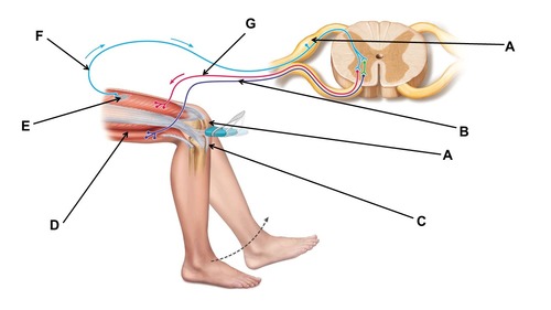 <p><span>When conducting this reflex, which muscle(s) contracts?</span></p>