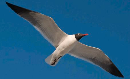 <p>Identify the species shown:&nbsp;</p>