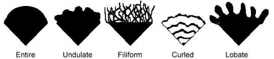 <p><mark data-color="red">Colony Margin</mark></p><p>Can you label, describe and explain what this diagram is/shows?</p>