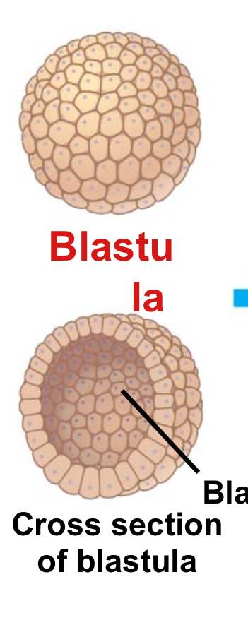 <p>Blastula</p>