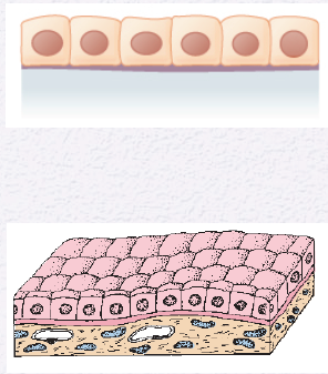 <p>Identify the Epithelium</p>