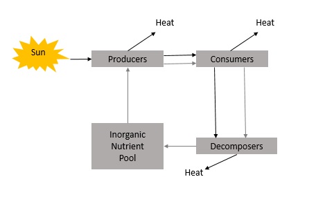 <p>The movement of mater, energy or information into or out of a storage in a system.</p>