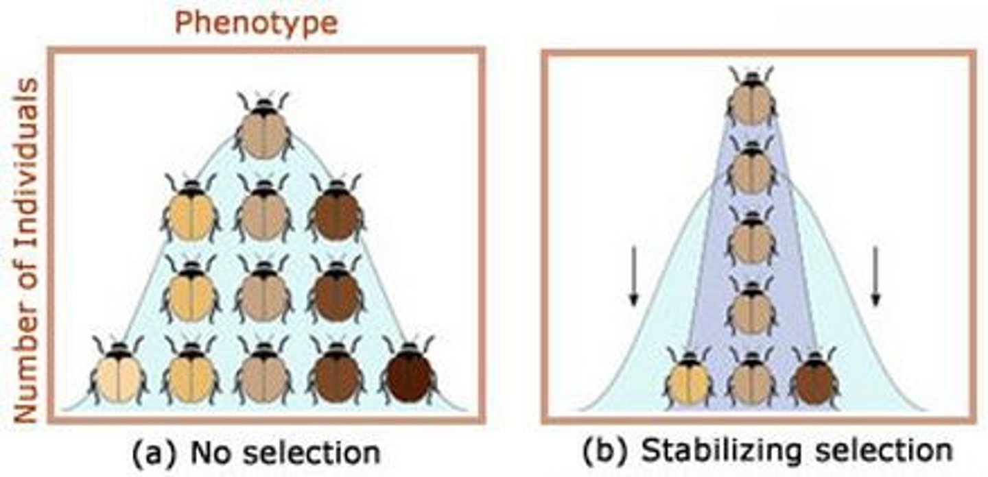 <p>This tends to eliminate the extremes of a phenotype range within a population, and with it, the capacity for evolutionary change. It tends to occur where the environmental conditions are constant over a long period of time. One example is fur length; in years where the environmental conditions are hotter than usual, the individuals with shorter fur length will be at an advantage because they can lose body heat more rapidly, but in colder years the opposite is true, and so those with longer fur length will survive better due to better insulation. Therefore, if the environment fluctuates from year to year, both extremes will survive because each will have some years where it can thrive at the expense of the other. However, if the environmental temperature is constantly 10 degrees, individuals at the extremes will never be at an advantage and will therefore be selected against in favour of those with average fur length. The mean will remain the same, and there will be fewer individuals at either extreme.</p>