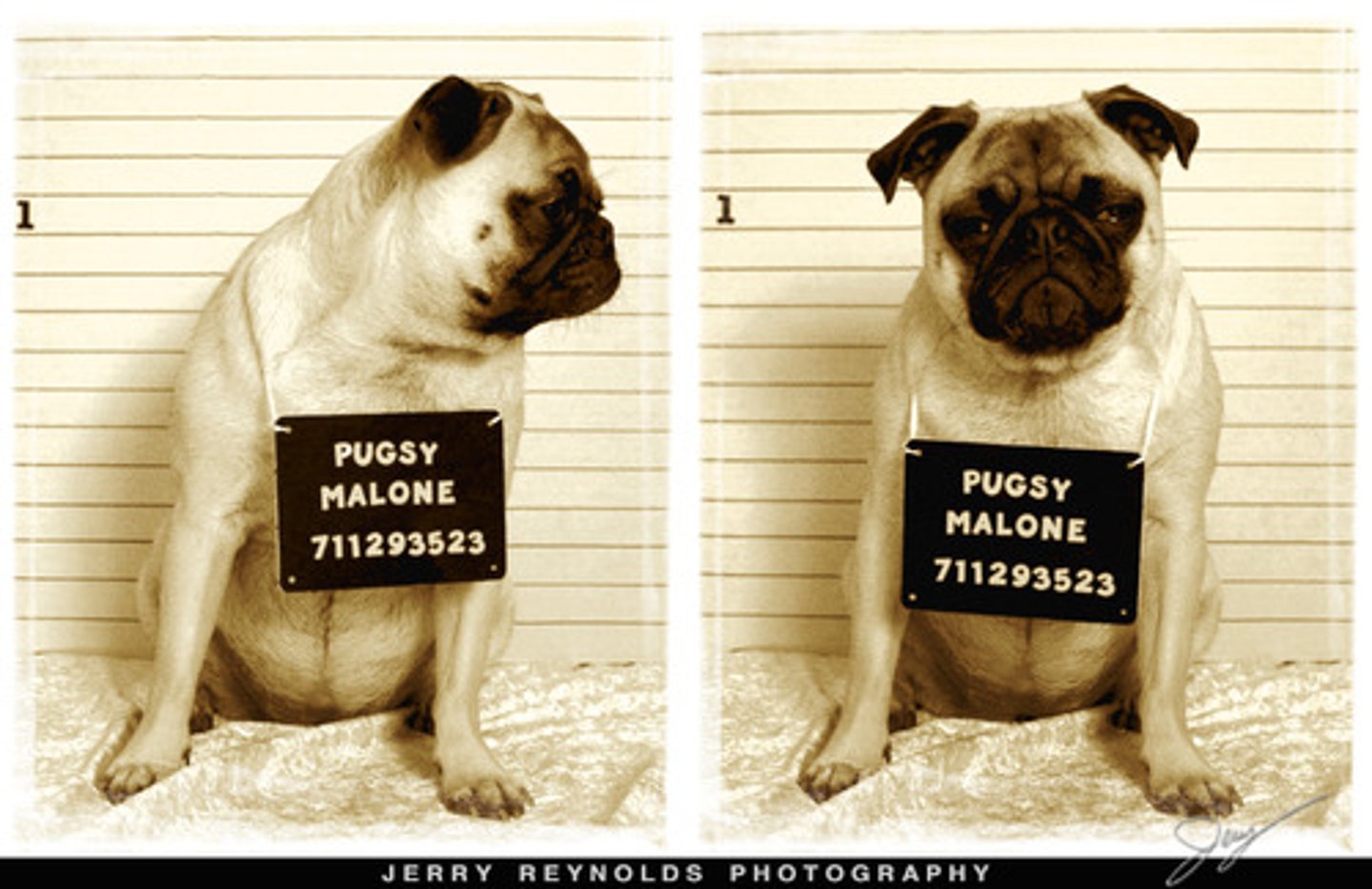 <p>v.断言，宣称；指控</p>