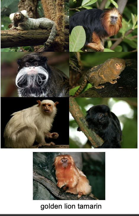 <p>Family? </p>