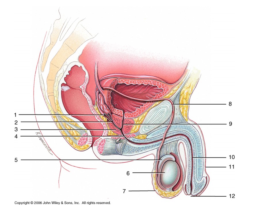 <p>Where is the ampulla vas deferens?</p>