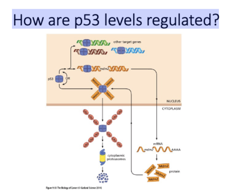 <p>How are p53 levels regulated?</p>