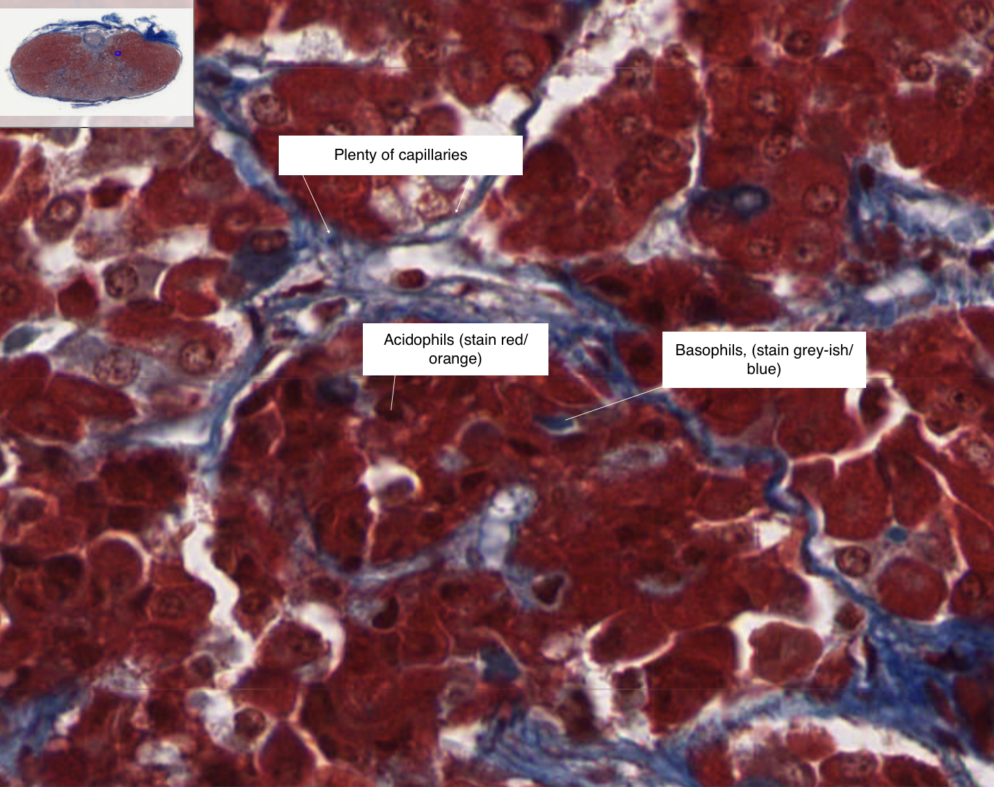 <p>Identifying acidophils, basophils, and capillaries</p>