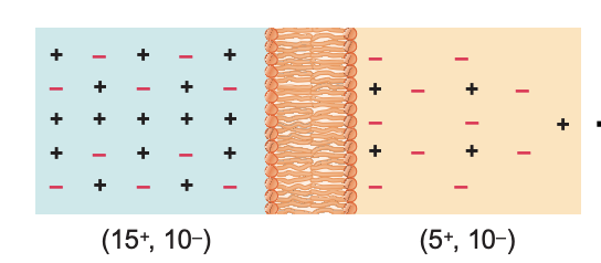 <p>is there membrane potential here? why?</p>