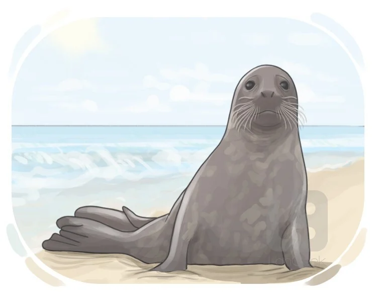 <p>Seal (v) / (n)</p>