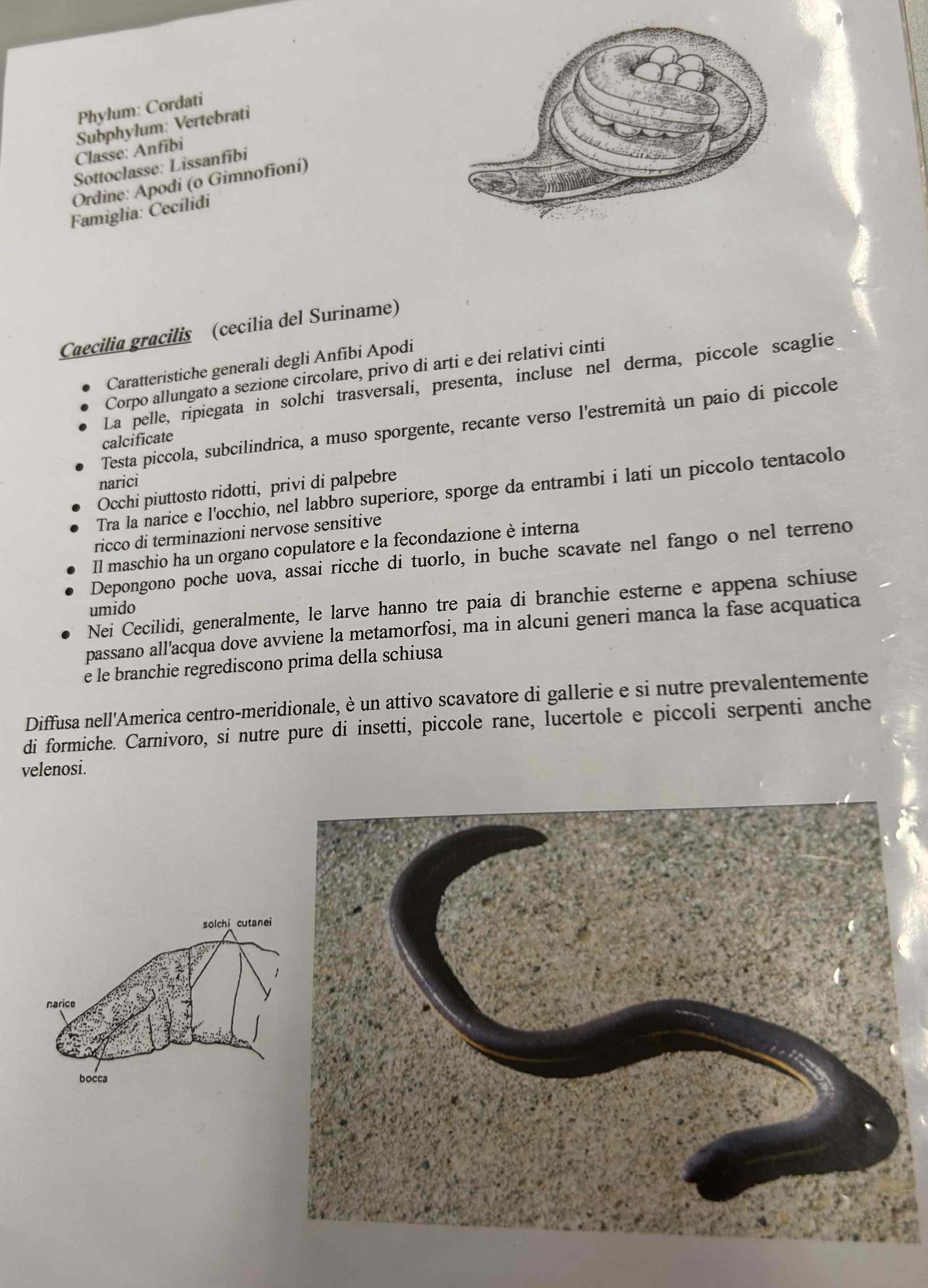 <p>Cordati</p><p style="text-align: start">Vertebrati</p><p style="text-align: start">Gnatostomi</p><p style="text-align: start">Tetrapodi</p><p style="text-align: start">Anfibi</p><p style="text-align: start">Apodi</p><p style="text-align: start">Caecilia gracilis (Cecilia del Suriname)</p>