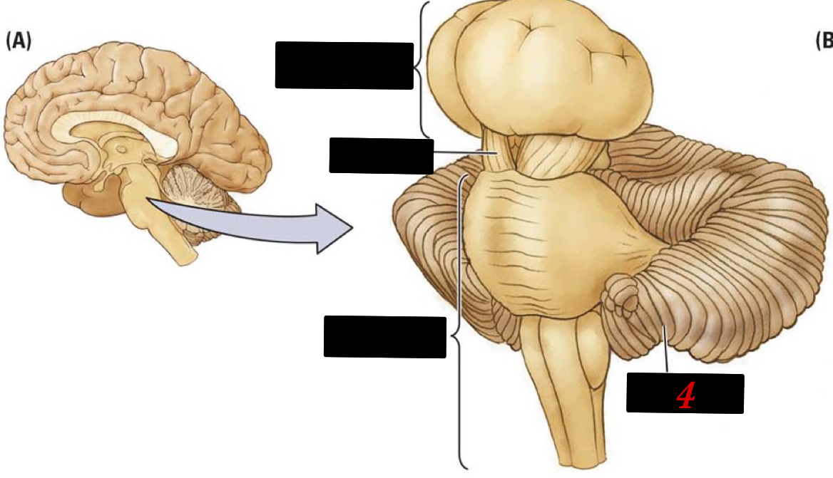 “little brain” has more neurons than the brain + spinal cord and is body control and motion memory 
