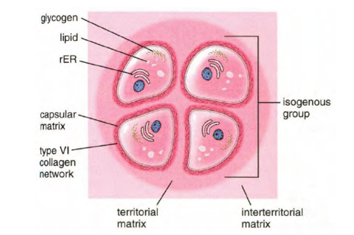 <ul><li><p>Thin ring surrounding each chondrocyte</p></li><li><p><strong>Richest in glycosaminoglycans (GAGs)</strong> and type VI collagen</p></li><li><p>Stains <strong>darkest (most basophilic)</strong> due to high GAG content</p></li><li><p>Acts as a <strong>protective microenvironment,</strong> regulating <strong>nutrient exchange and mechanical stress</strong></p></li></ul><p></p>