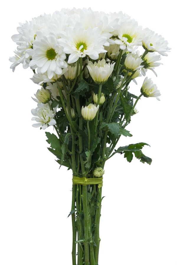 <p><span><span>What plant is this? (Name, Genus)</span></span></p>