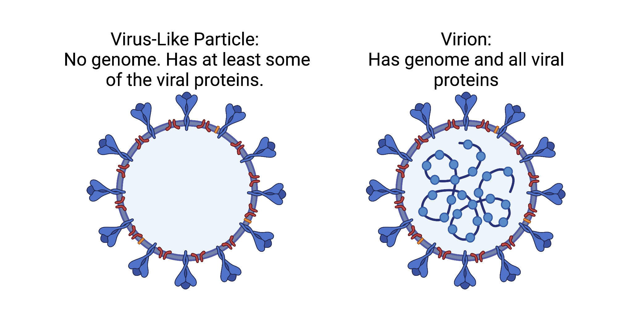 <p>Virus - like particle</p>