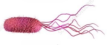 <p>having a single tuft of flagella located at one end of a bacterial cell</p>