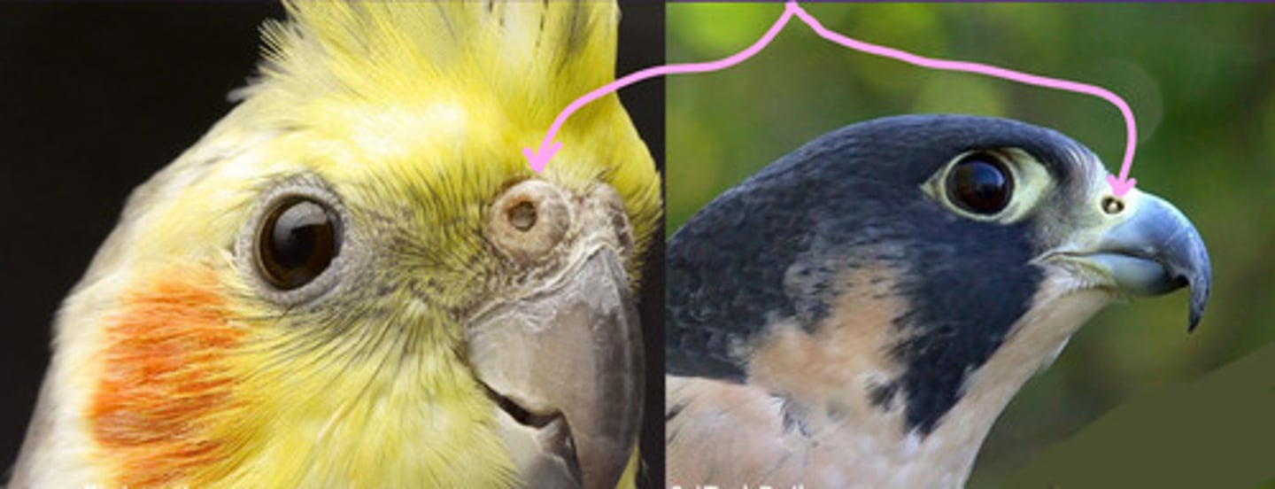 <p>What is this in these birds' noses? Is this normal?</p>