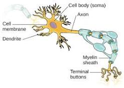 <p>protected by myelin sheath</p><p>carries nerve impulse away from cell body</p>