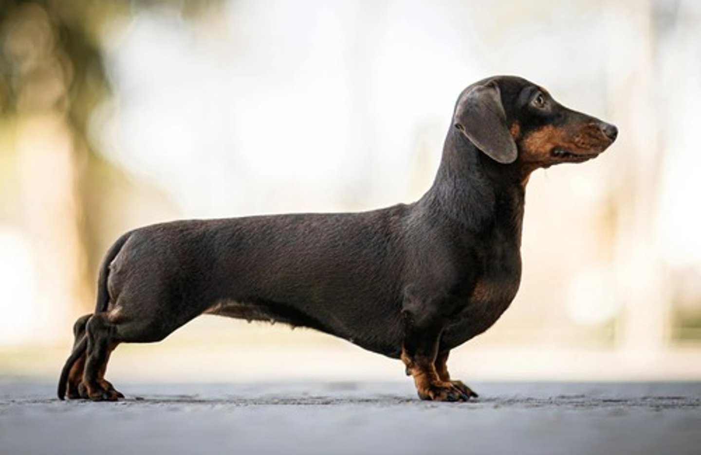 <p>What breed is this? What was it developed for? What are two visual characteristics?</p>
