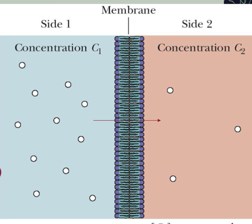 <p><span>an uncharged species across a membrane depends only on the</span><br><span>concentrations (C1 and C2) on the two sides of the membrane. </span><br><span>Small, uncharged molecules:</span><br><span>(e.g. O2, N2, H2O, CO2) can pass through membranes by simple diffusion</span></p>