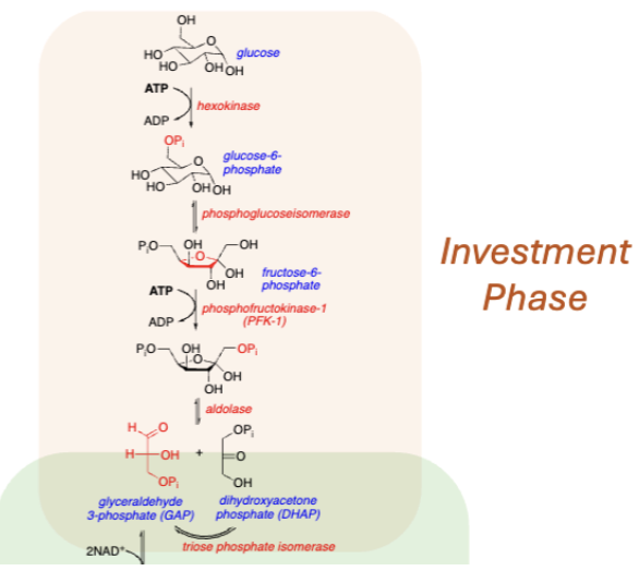 <p>Glycolysis Investment Phase</p>