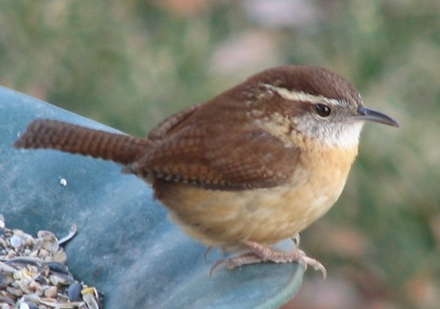 <p>Passeriformes Troglodytidae</p>
