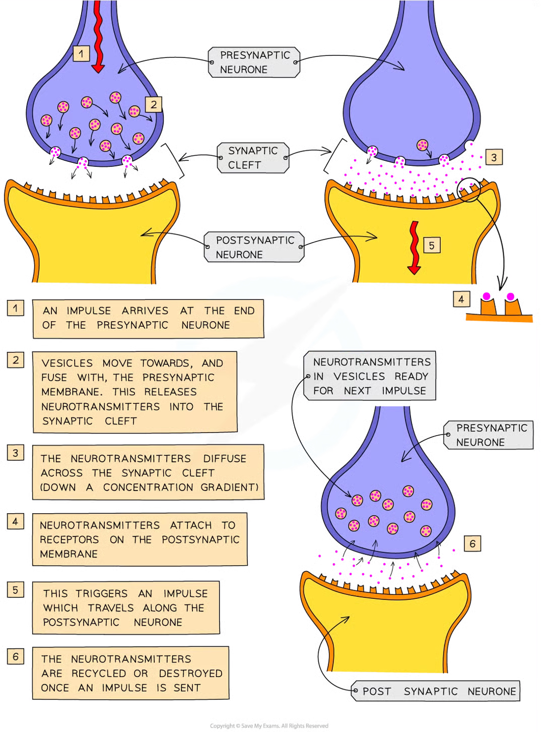 <ul><li><p>electrical impulses cant jump across synapses</p></li><li><p>when elcetrical impulse arrives at end of axon on presynaptic neurone, chem messengers called neurotransmitters released from vesicles at presynaptic memb</p></li><li><p>nts diffuse across synpatic cleft and bind temporarily w receptor mols on postsynaptic membrane</p></li><li><p>stimulates postsynaptic neurone to generate elec impulse that then travels down axon to postsynaptic neurone</p></li><li><p>nts destroyed/recycled to prevent continued stimulation of 2nd neurone which cld cause repeated impulses to be sent</p></li></ul><p></p>