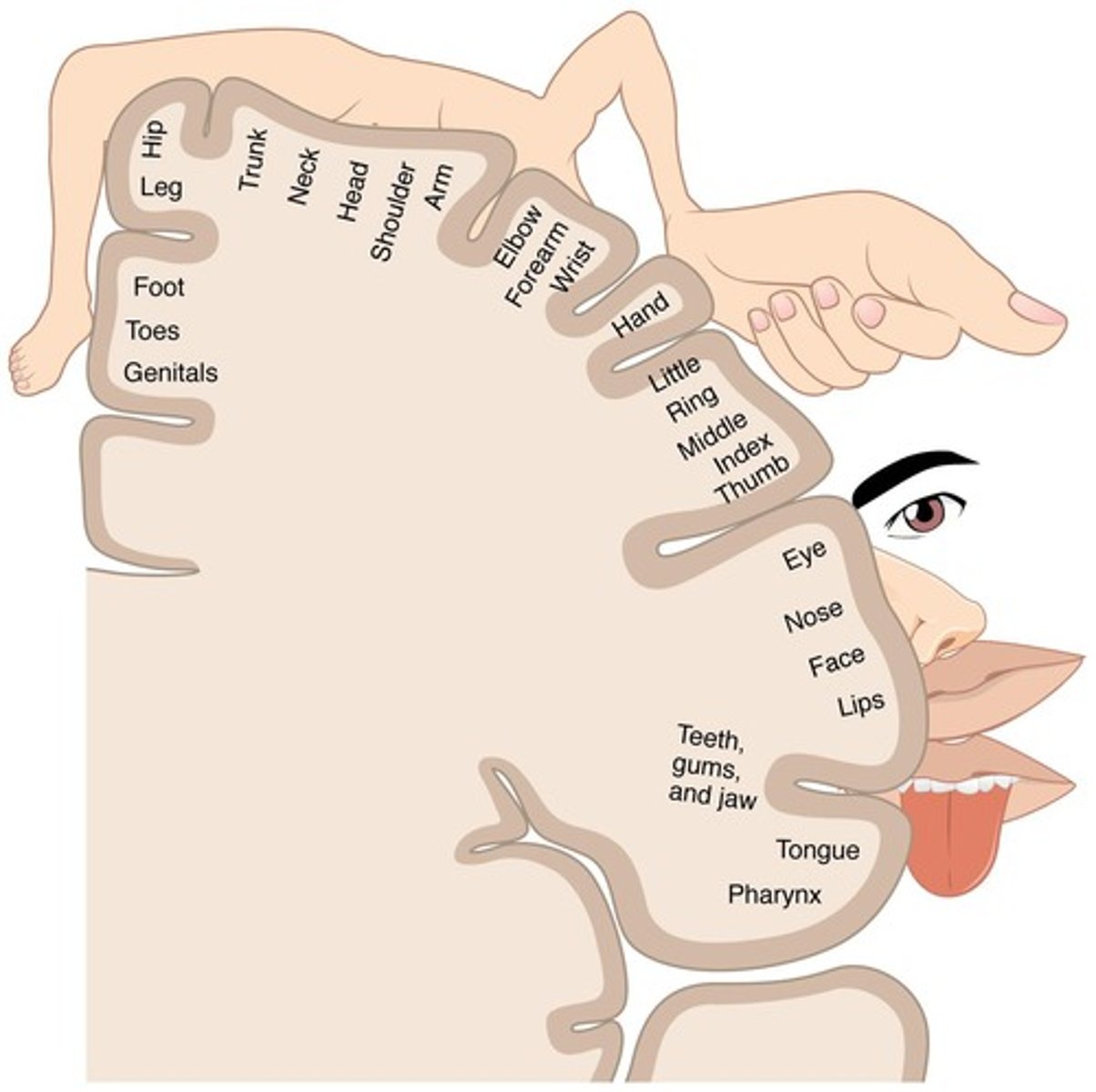 <p>The postcentral gyri located on both parietal lobes of the brain that receive sensory input from different parts of the body.</p>
