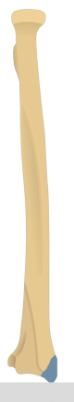<p>What part of the radius is this?</p>