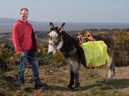 <p>donkey | moron</p>