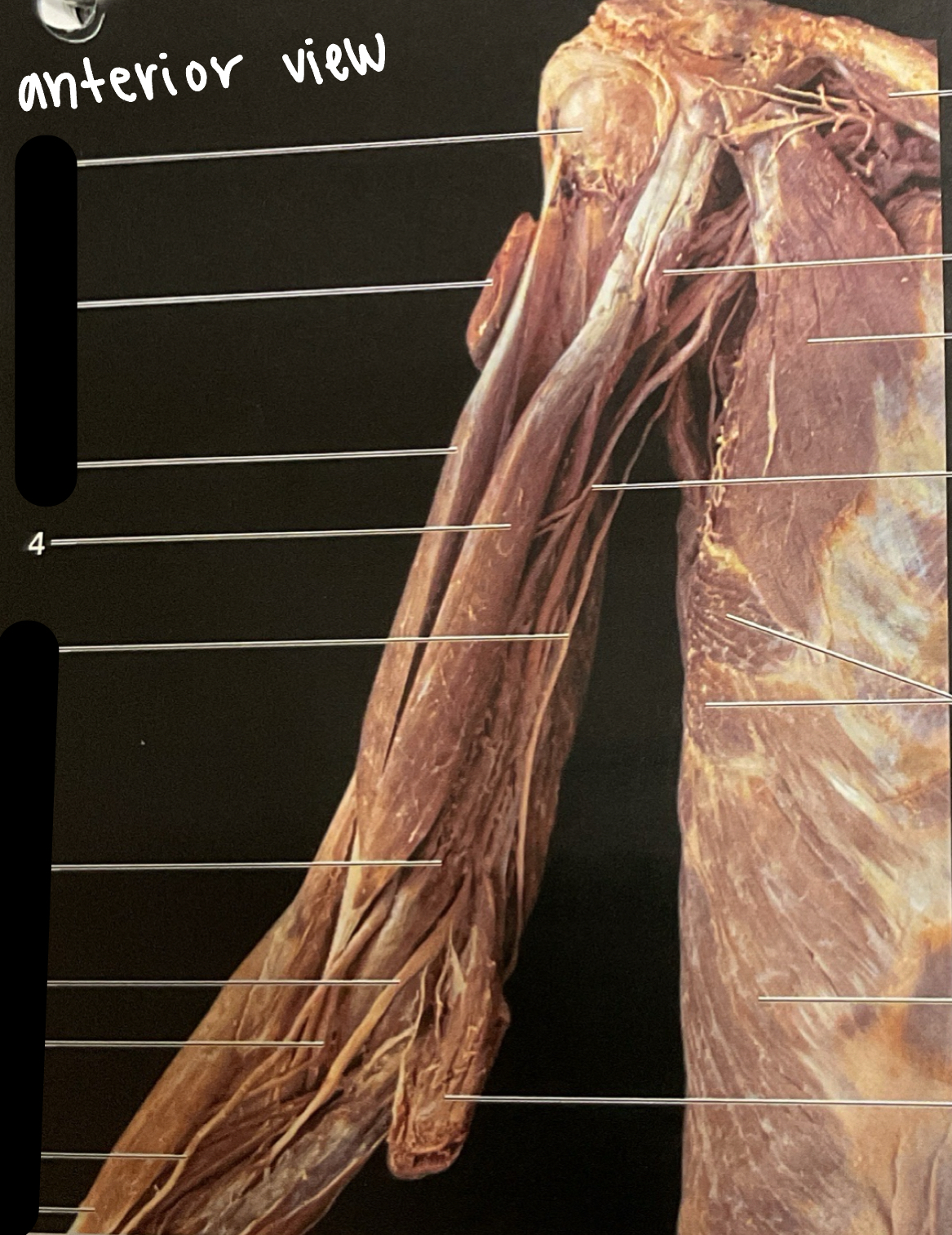 knowt flashcard image