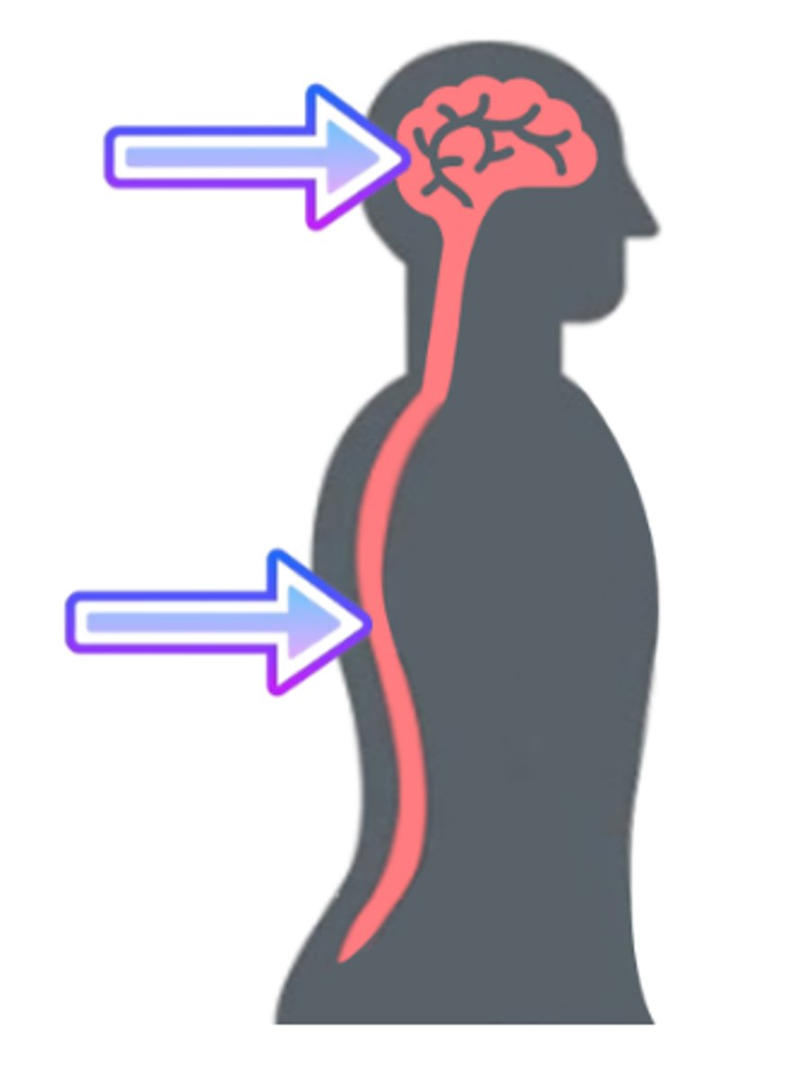 <p>the part of the nervous system that includes the brain & spinal cord</p>
