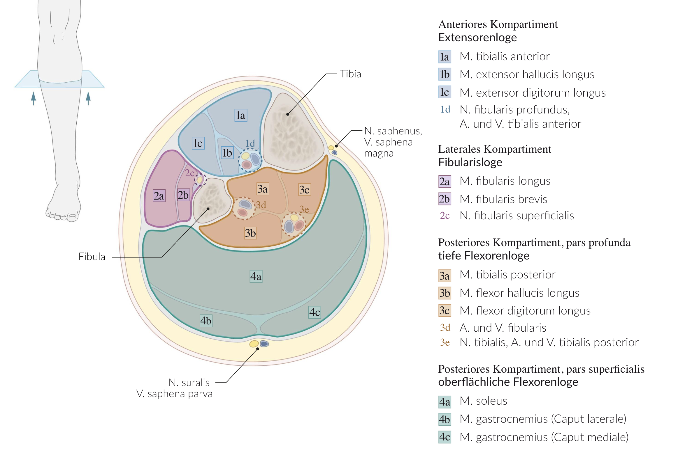 <p>E. Tibialis posterior muscle</p>