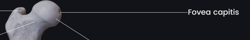 <p>Small depression on a bone</p>