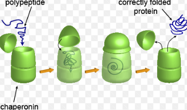 <ul><li><p>Chaperonins- Cylindrical tubes that house a protein and provides it with optimal conditions to form</p></li><li><p>They are also a type of protein themselves</p></li></ul><p></p>