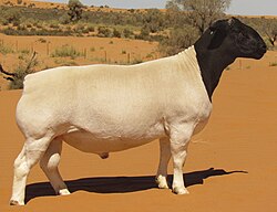 <p>Primarily a mutton sheep, this breed was developed in South Africa and is one of the most fertile of sheep breeds.</p>