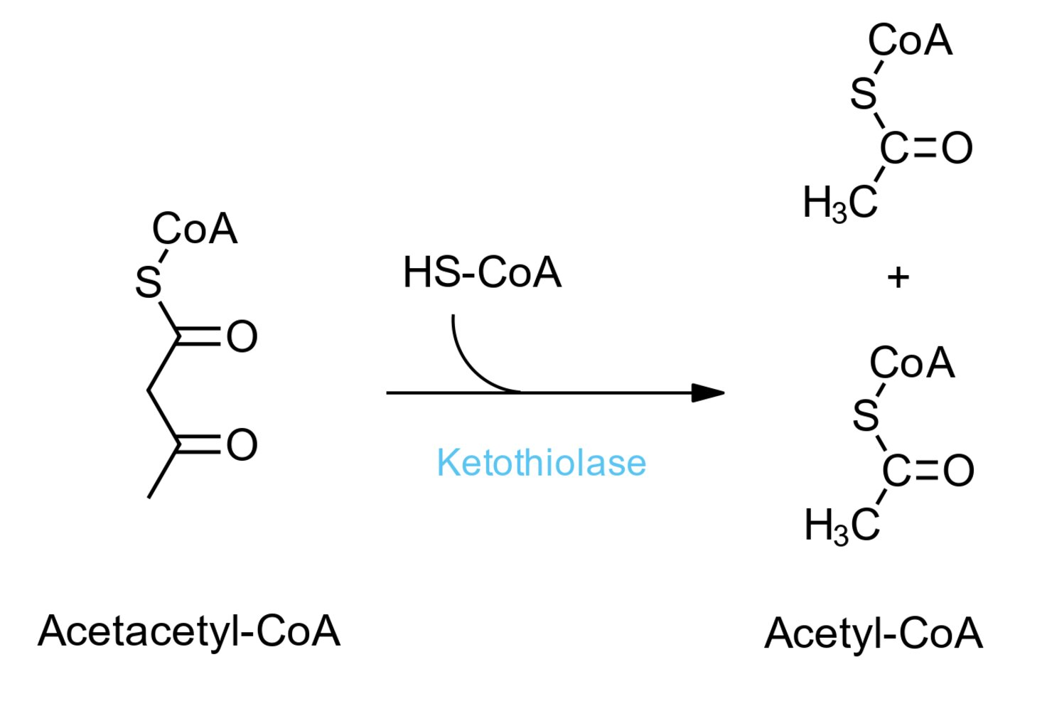 <p>77. As part of ketone body degradation, thiolase catalyzes the reaction shown. Assume the following concentrations are measured:</p><p>Acetoacetyl-CoA: 0.01 mM</p><p>HS-CoA: 0.05 mM</p><p>Acetyl-CoA: 0.5 mM</p><p>What is the equilibrium constant for this reaction?</p><p>A. 0.0005</p><p>B. 0.002</p><p>C. 500</p><p>D. 1,000</p><p>E. 2,000</p>