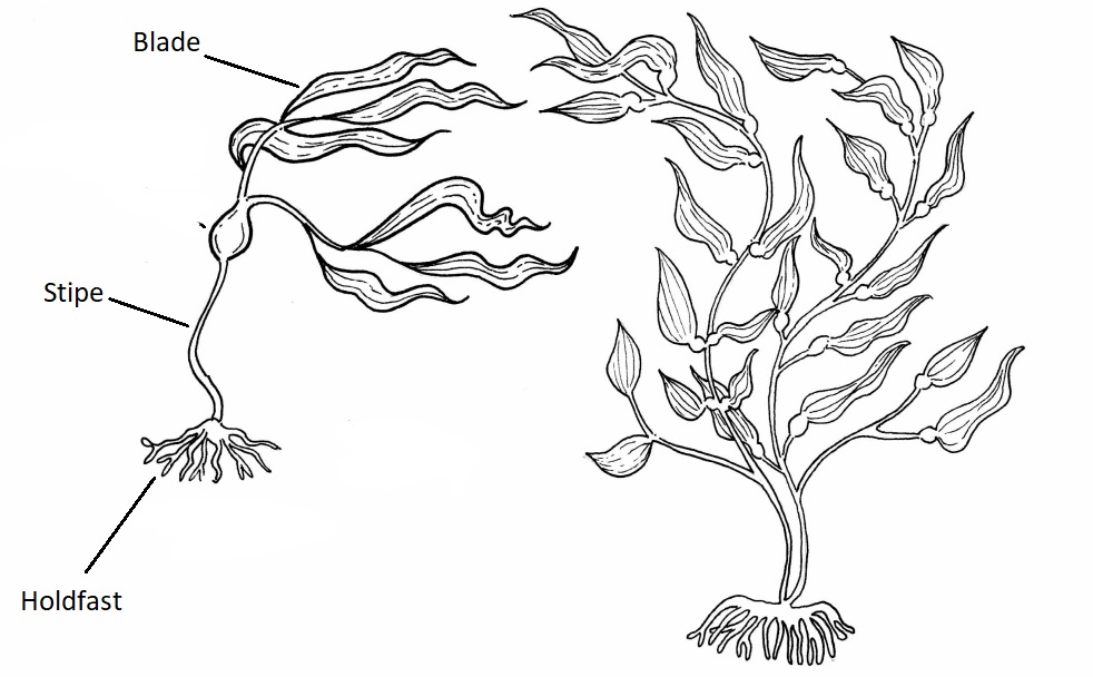 <p>Domain: Eukarya</p><p>Major Clade: Chromalveolata</p><p>Kingdom: Stramenopiles</p><p>Clade: Phaeophyceae</p>