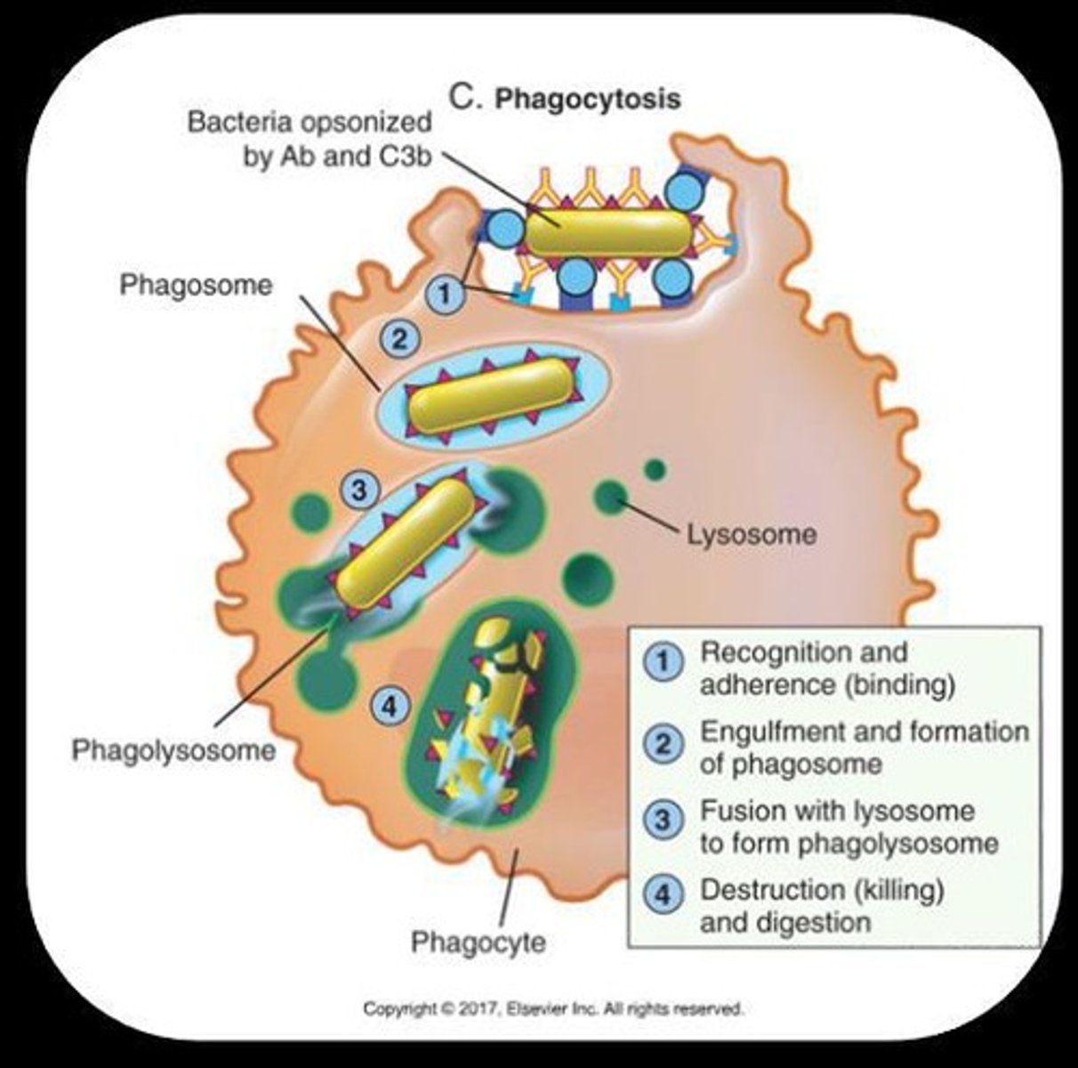 <p>The process by which cells engulf and digest foreign particles or pathogens.</p>