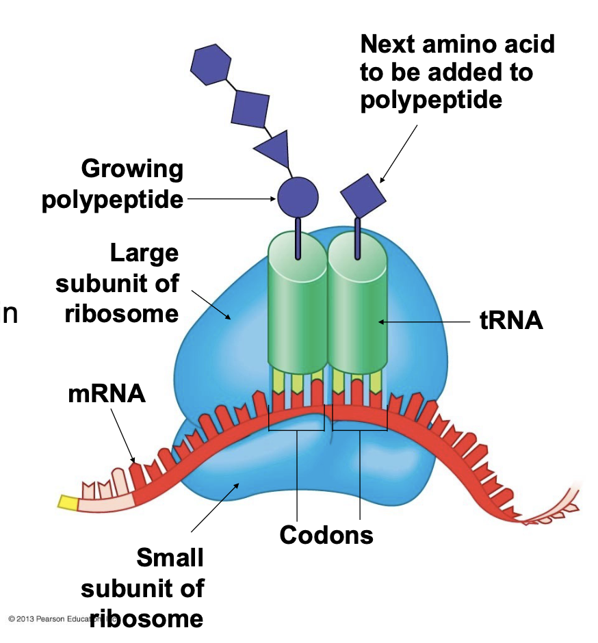 <p>The ribosome positions the mRNA and tRNAs such that matching of anticodons in the tRNAs to the codons in the mRNA positions amino acids in the correct sequence to form a protein</p>