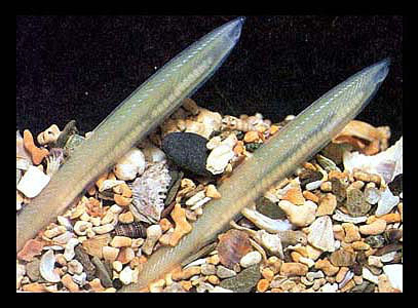 <p>lancelets</p><p>blade-like shape, upward swimming and passive sinking</p><p>swims to sea floor and burrows self leaving anterior end exposed</p><p>muscles arranged like chevrons on sides (<<<<)</p>