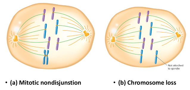 <p>Nondisjunction in which the sister chromatids separate improperly, leading to trisomic and monosomic daughter cells.</p>