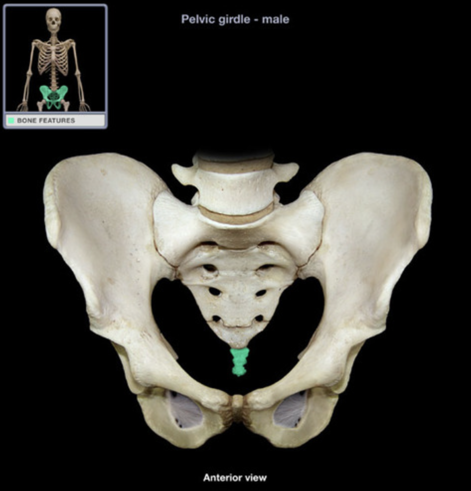 3-5 fused vertebrae