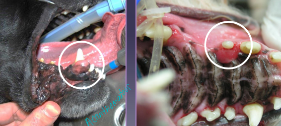 <ul><li><p><span style="color: rgb(136, 136, 136);"><strong>Et:</strong></span></p><ul><li><p><strong>Dogs:</strong> Acanthomatous epulis, melanoma, SCC, fibrosarcoma, papilloma</p></li><li><p><strong>Cats: </strong>SCC, fibrosarcoma</p></li></ul></li><li><p><span style="color: rgb(136, 136, 136);"><strong>Dt: </strong></span>CT(extensive), <strong>FNA, Biopsy&nbsp;</strong></p></li><li><p><span style="color: rgb(136, 136, 136);"><strong>Tx: </strong></span>Maxillectomy/mandibulectomy (CT first)</p><ul><li><p>Consider eating ability, TMJ function, malocclusion, ulcerations</p></li></ul></li></ul><img src="https://knowt-user-attachments.s3.amazonaws.com/c8768e30-ae2e-47fd-9559-a1b800683d25.png" data-width="25%" data-align="center"><p></p>