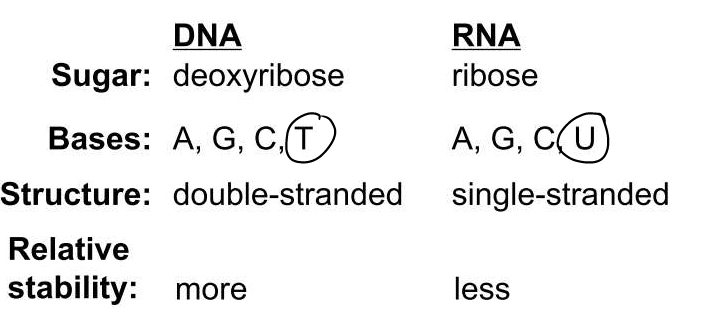 deoxribose vs ribose, thymine vs uracil, double stranded vs single stranded, DNA more stable RNA less stable 