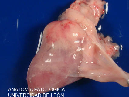 <p>Pericarditis fibrinosa y fibrosa. Ave.</p>