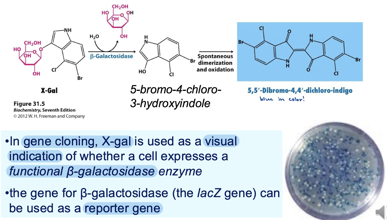 <p>X-gal is an analog of lactose and is a colorless pigment. When beta-galactosidase is present, the beta-glycosidic bond is cleaved. That product is then spontaneously dimerized and oxidized, producing a blue colored pigment. In gene cloning, X-gal is used as a visual indication of whether a cell expresses a functional beta-galactosidase enzyme. Therefore, lacZ gene is used as a reporter gene.</p>
