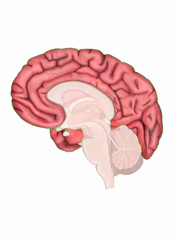<p>cerebrum</p>
