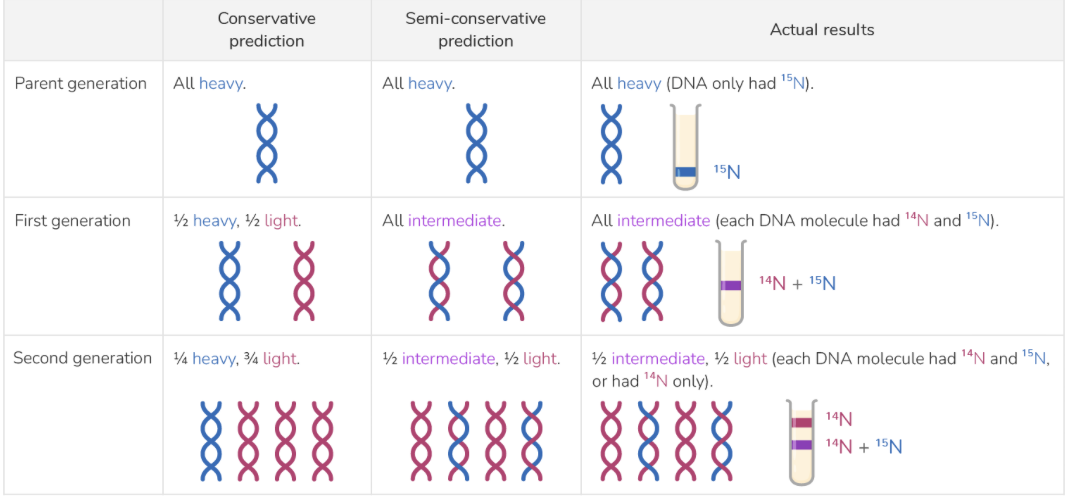 <p>The experiment showed that DNA replicates through a semi-conservative process.</p><p style="text-align: left"></p><p style="text-align: left"><strong>In the first replication:</strong></p><ul><li><p>The original, heavy DNA strands separate.</p></li><li><p>Each heavy strand acts as a template for a new complementary strand.</p></li><li><p>New, light strands form alongside the original strands.</p></li><li><p>Each resulting DNA molecule consists of one old, heavy strand and one new, light strand.</p></li></ul><p style="text-align: left"></p><p style="text-align: left"><strong>In the second replication:</strong></p><ul><li><p>Both original strands and the two new strands act as templates.</p></li><li><p>New, light strands form alongside all four templates.</p></li><li><p>Half the resulting molecules have one, original heavy strand and one new light strand.&nbsp;</p></li><li><p>The other half are completely made of light strands.</p></li></ul><p></p>