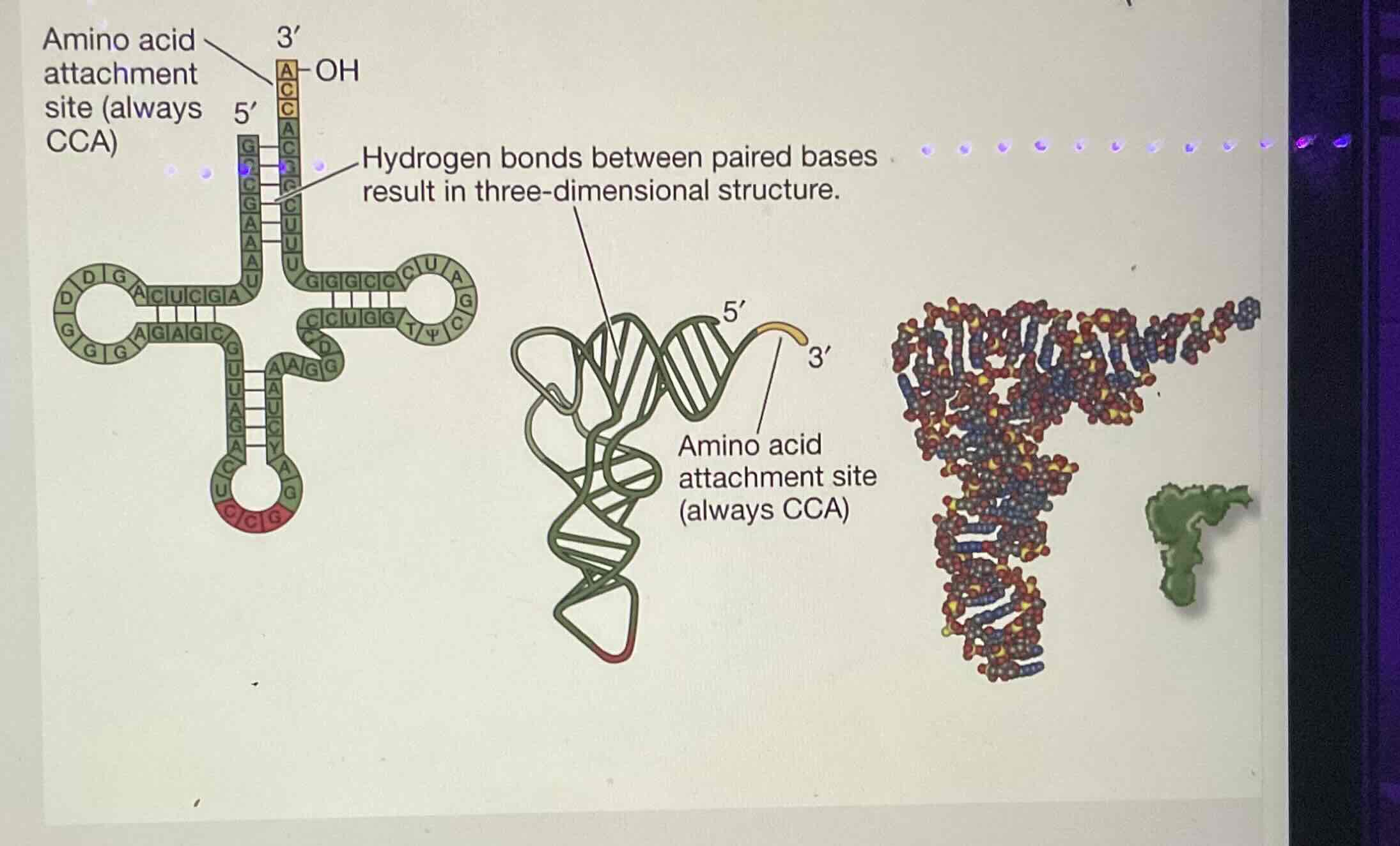 <ul><li><p>Amino acid attachment site on 3’ OH group (always CCA )</p></li><li><p>Hydrogen bonds btw base pairs makes it 3D</p></li><li><p>Anticodon sequence in tRNA in 3’ to 5’ direction to translate mRNA 5’ —&gt; 3’ that base pairs w/ mRNA codons</p></li></ul><p></p><p></p>